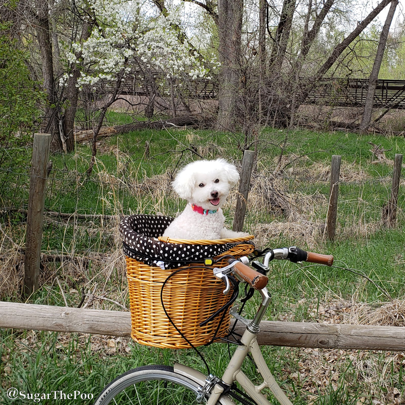 SugarThePoo Cute Maltipoo Puppy Dog smiling in bike basket in spring