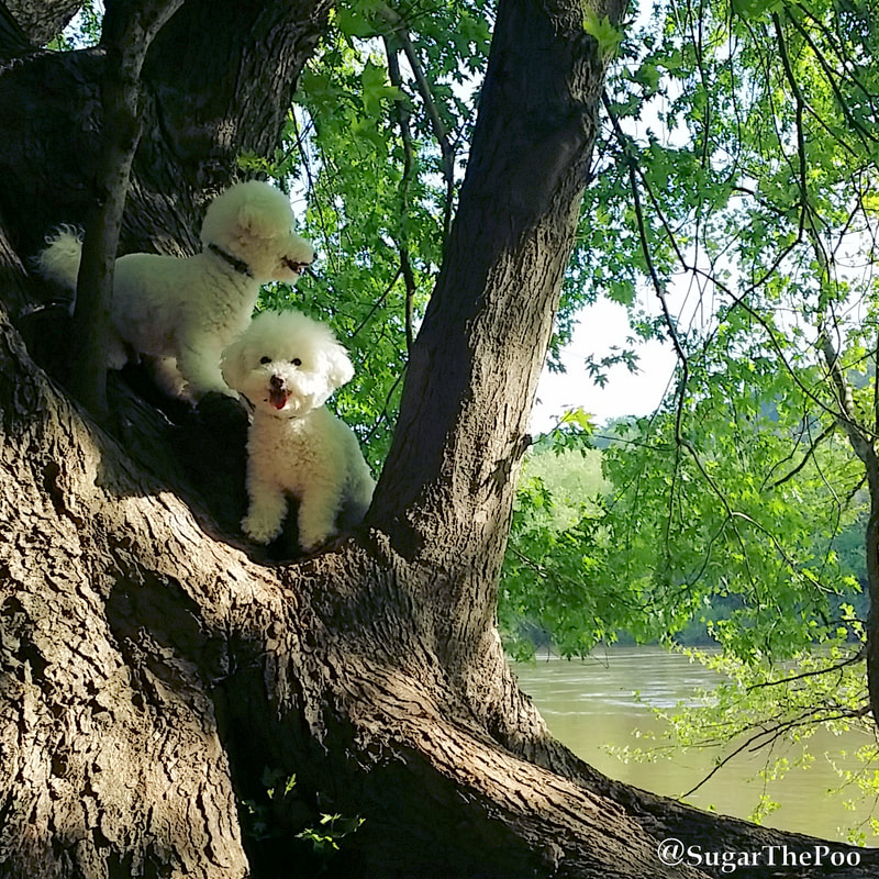 SugarThePoo Cute Maltipoo Puppy Dog with brother in tree by river in spring