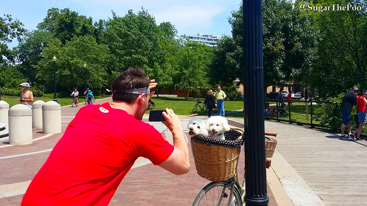 SugarThePoo Cute Maltipoo Puppy Dog with brother in bike basket with fan taking photo