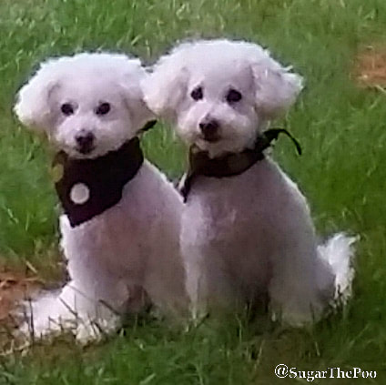 SugarThePoo Cute Maltipoo Puppy Dog with brother sitting in grass wearing bandanas