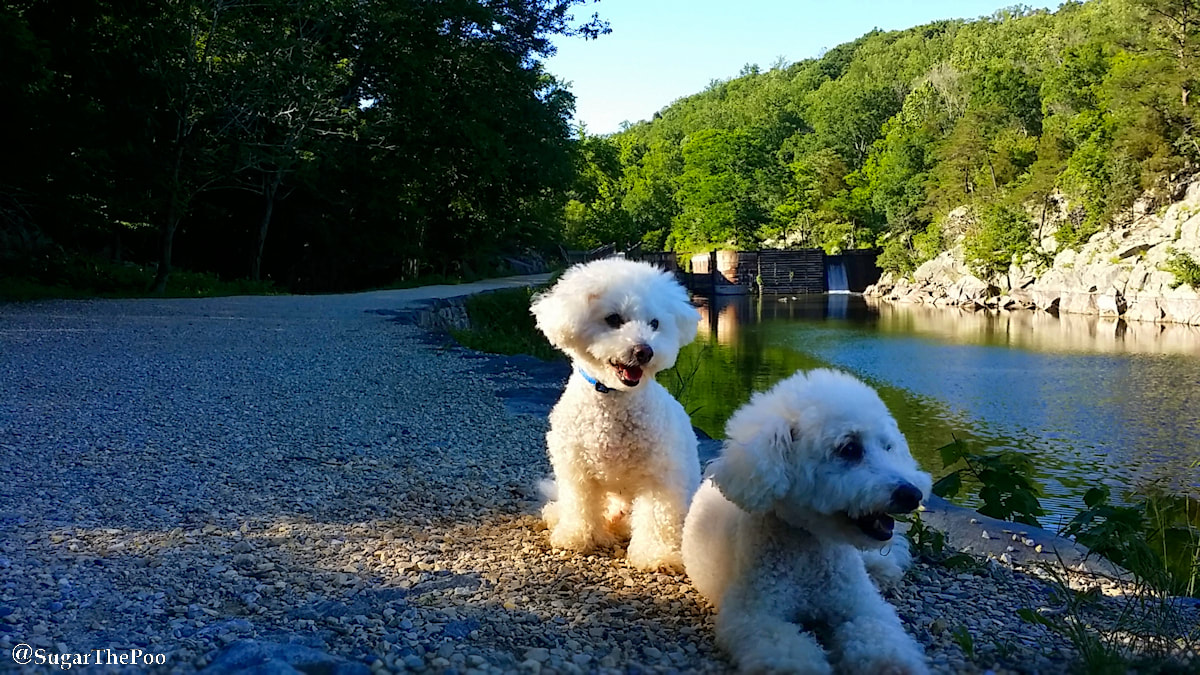 SugarThePoo Cute Maltipoo Puppy Dog with brother by canal in spring