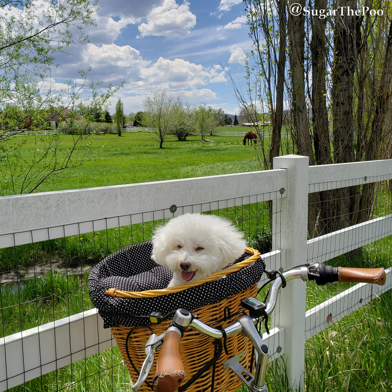 SugarThePoo Cute Maltipoo Puppy Dog in bike basket with gorgeous pastoral view and blue skies with white puffy clouds