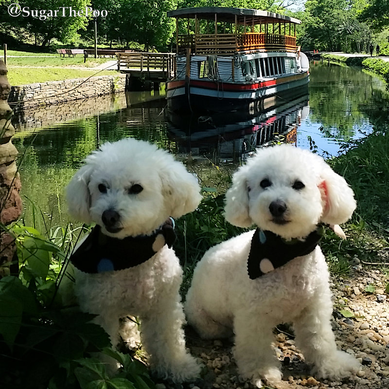SugarThePoo Cute Maltipoo Puppy Dog with brother sitting with canal boat