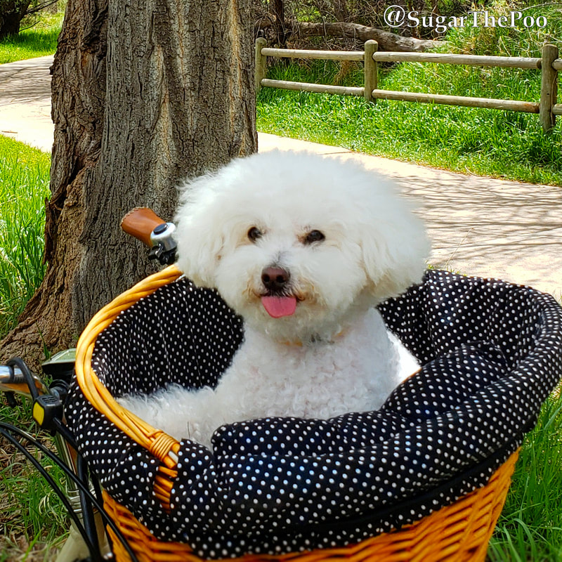 SugarThePoo Cute Maltipoo Puppy Dog in bike basket with tongue out