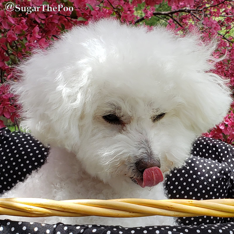 SugarThePoo Cute Maltipoo Puppy Dog in bike basket by pink flowers licking nose with pink tongue