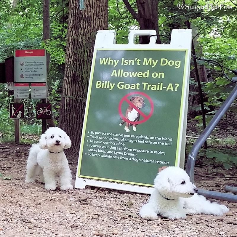 SugarThePoo Cute Maltipoo Puppy Dog with brother by sign that no dogs are allowed on trail