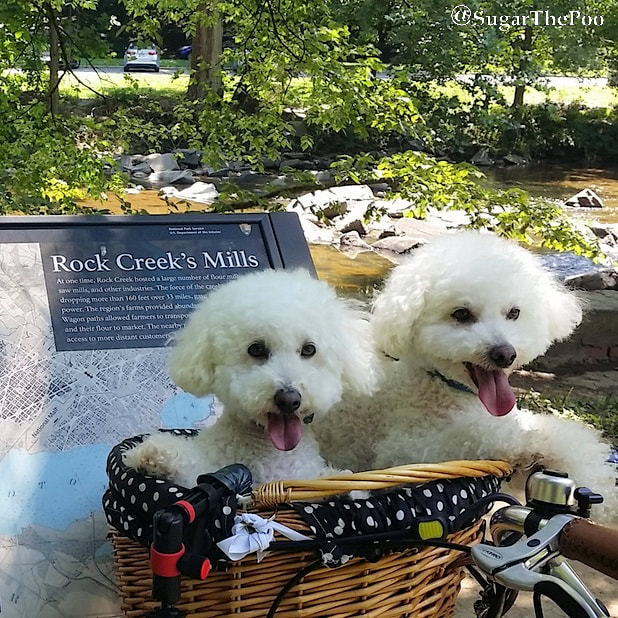 SugarThePoo Cute Maltipoo Puppy Dog smiling with brother in bike basket at sign by creek