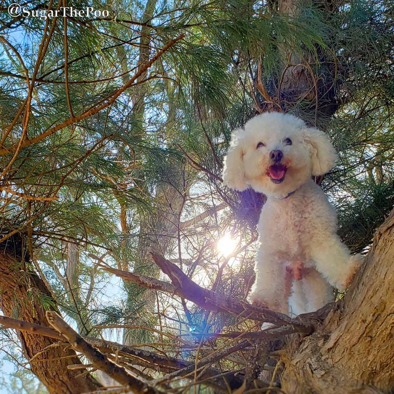 SugarThePoo Cute Maltipoo Puppy Dog standing in tree with sunrise behind