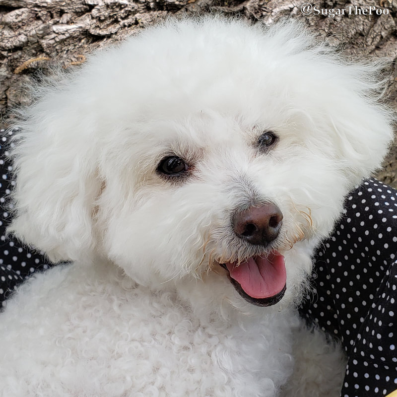 SugarThePoo Cute Maltipoo Puppy Dog with sweet smile
