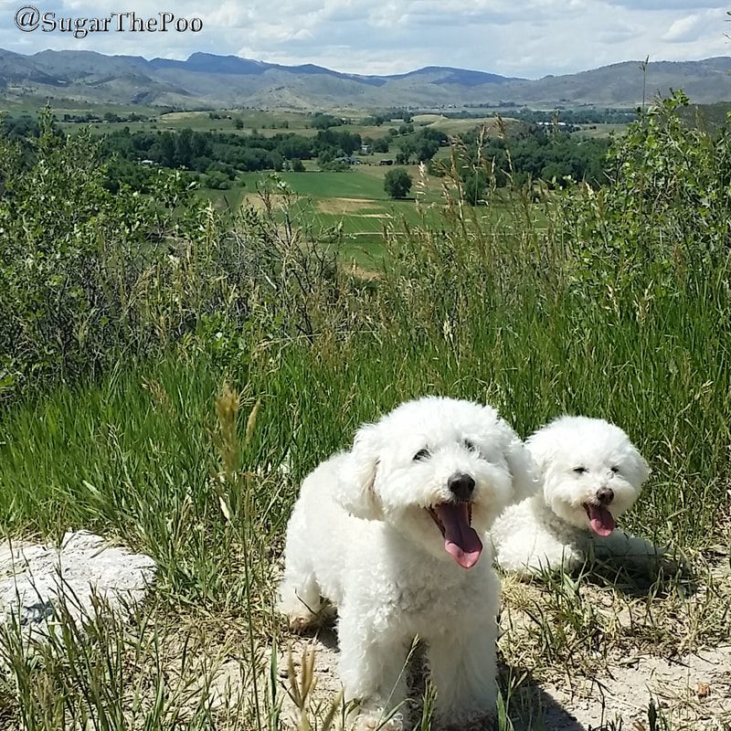 SugarThePoo Cute Maltipoo Puppy Dog with brother in front of green mountain view