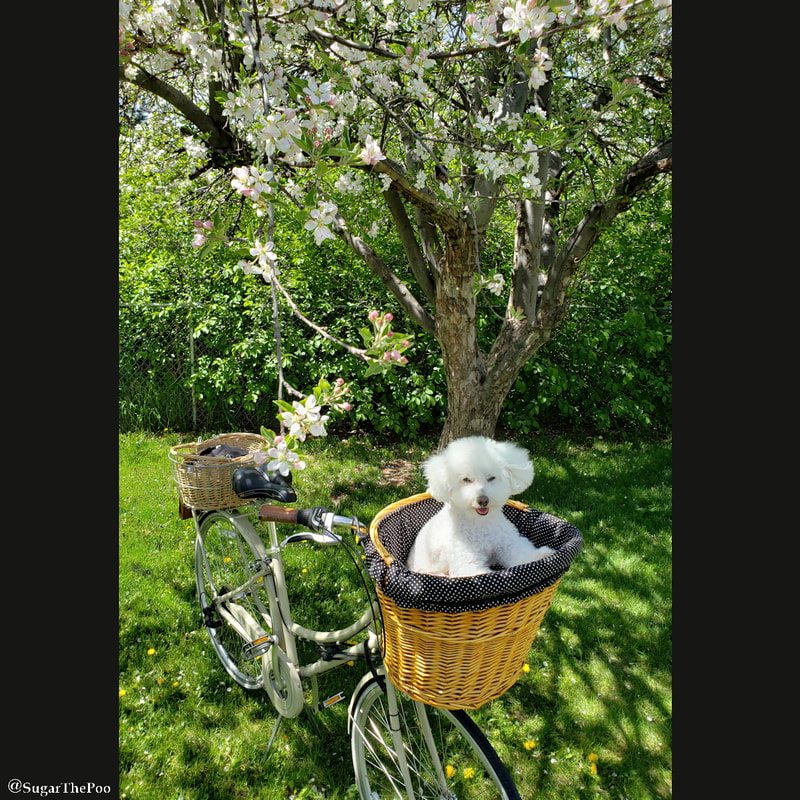 SugarThePoo Cute Maltipoo Puppy Dog in bike basket by blossoming apple tree in spring