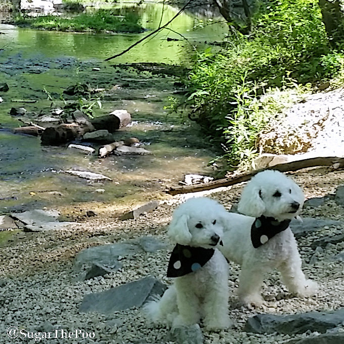 SugarThePoo Cute Maltipoo Puppy Dog with brother wearing bandanas on creek bank