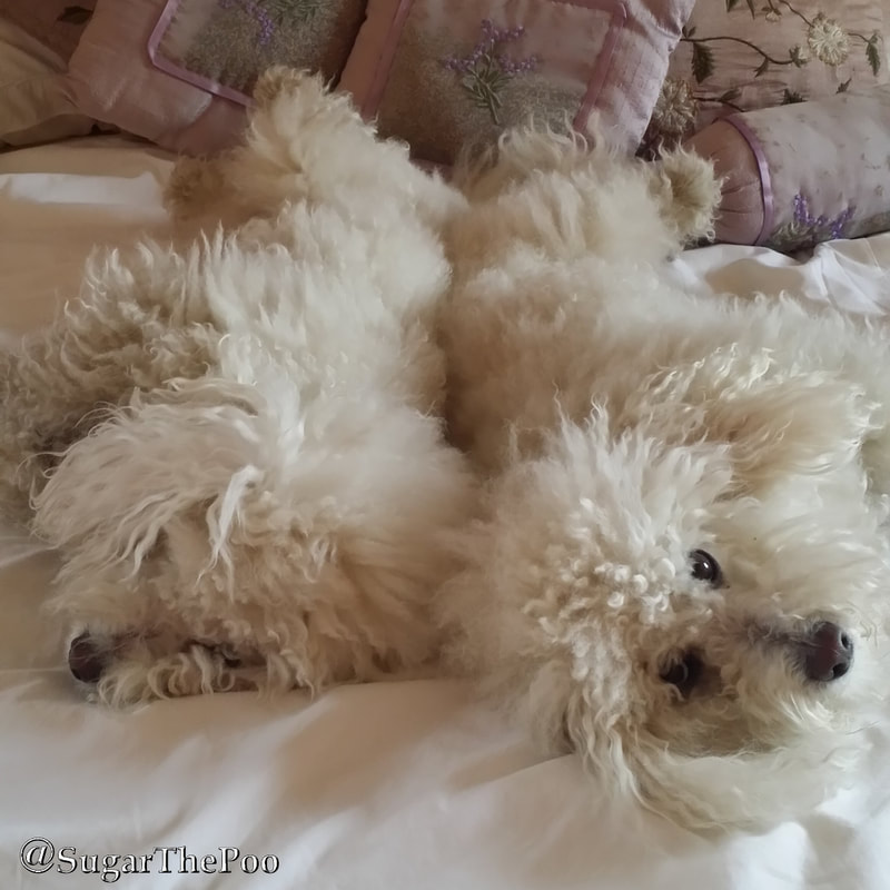 SugarThePoo Cute Maltipoo Puppy Dog with brother laying back to back in bed with messy long hair