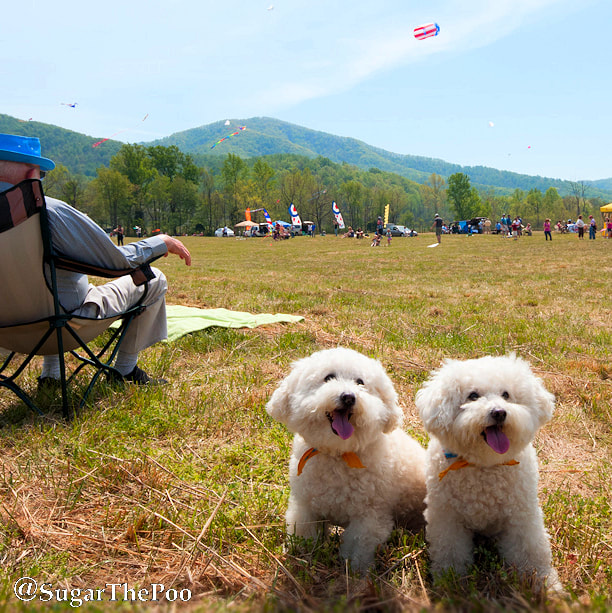 SugarThePoo Cute Maltipoo Puppy Dog with brother at outdoor festival