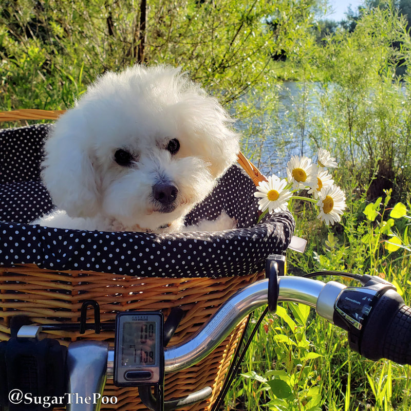 SugarThePoo Cute Maltipoo Puppy Dog in bike basket with daisies