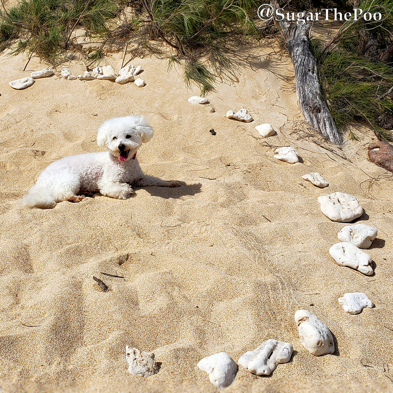 SugarThePoo Cute Maltipoo Puppy Dog at beach inside a big circle of rocks