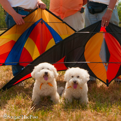 SugarThePoo Cute Maltipoo Puppy Dog with brother posing in front of big colorful kites