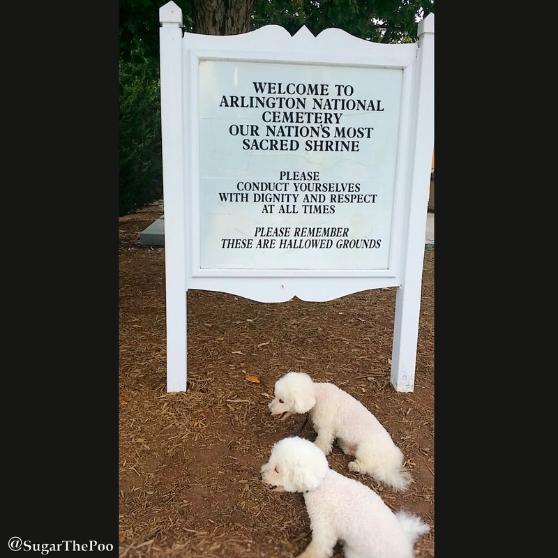SugarThePoo Cute Maltipoo Puppy Dog with brother by sign at entrance to Arlington National Cemetery