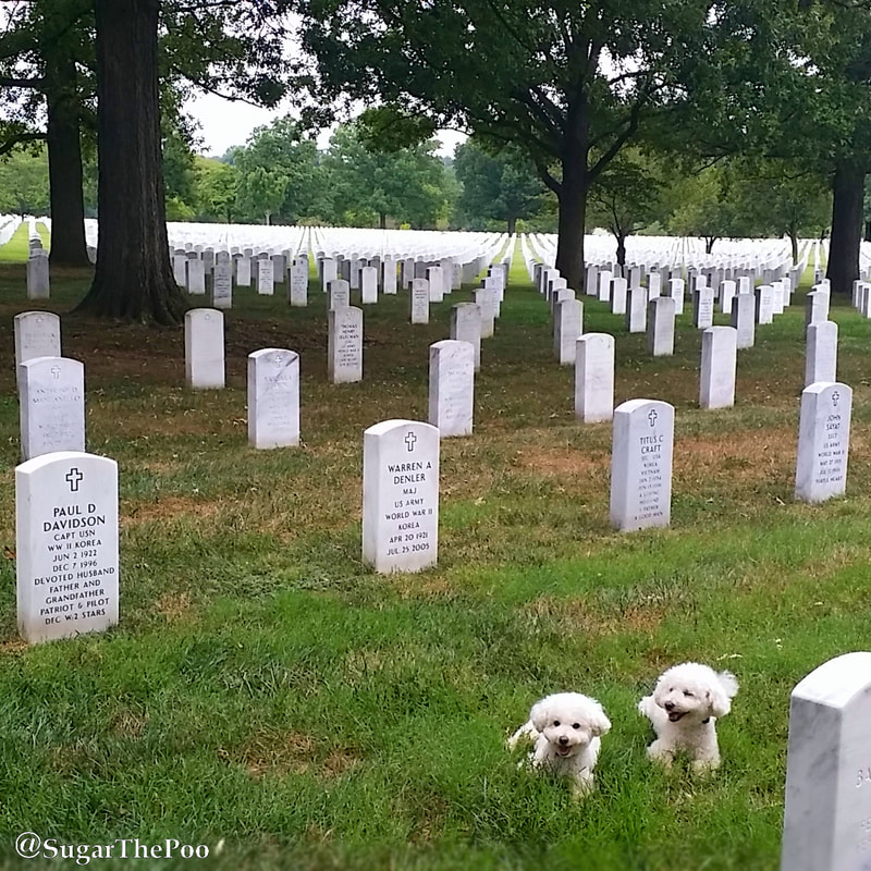 SugarThePoo Cute Maltipoo Puppy Dog with brother resting among gravestones at Arlington National Cemetery