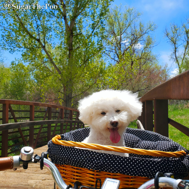 SugarThePoo Cute Maltipoo Puppy Dog with tongue out in bike basket on bridge