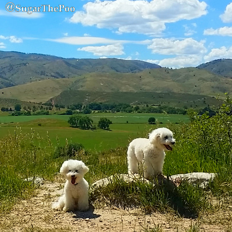 SugarThePoo Cute Maltipoo Puppy Dog with brother posed in front of green fields and mountains