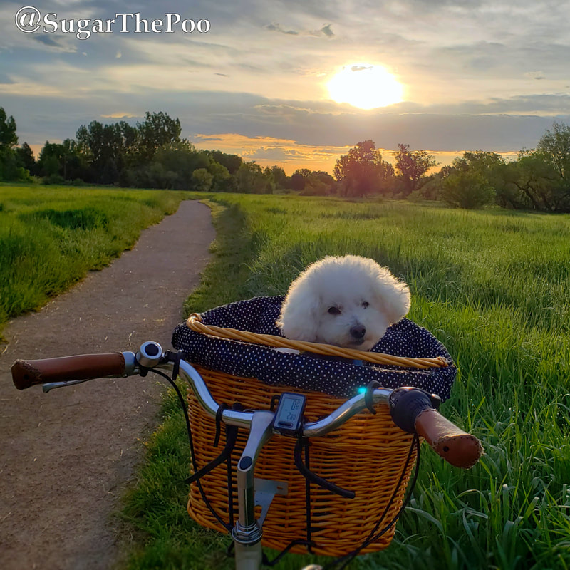 SugarThePoo Cute Maltipoo Puppy Dog in bike basket with big ball sunrise