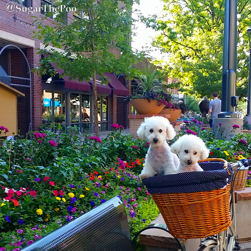 SugarThePoo Cute Maltipoo Puppy Dog with brother in bike basket in town center with colorful flowers