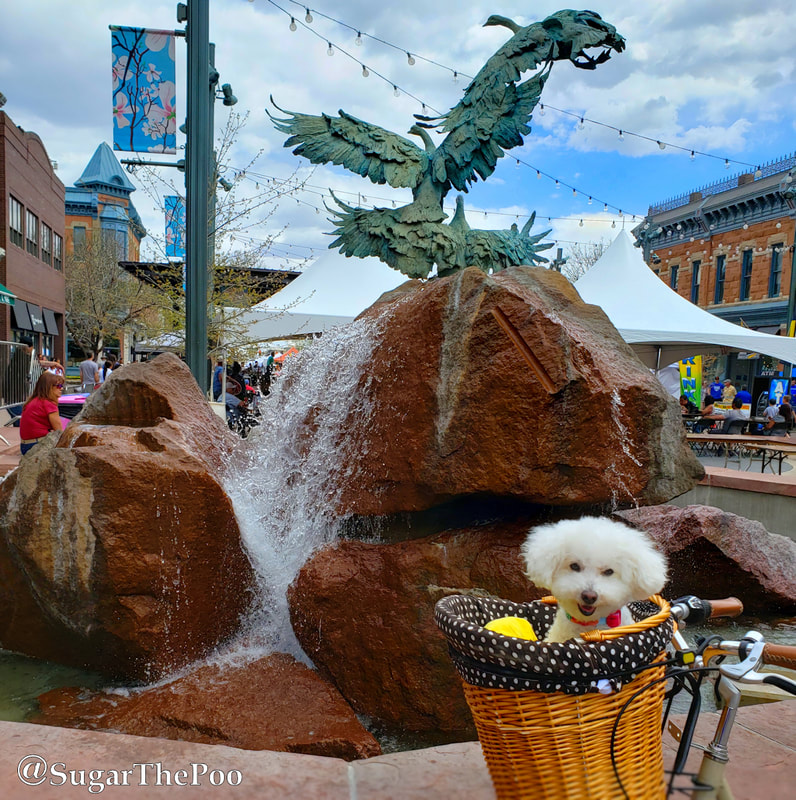 SugarThePoo Cute Maltipoo Puppy Dog in bike basket by city fountain with bird sculptures