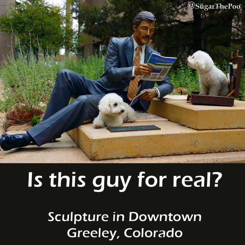 SugarThePoo Cute Maltipoo Puppy Dog with brother posing on downtown sculpture of businessman reading