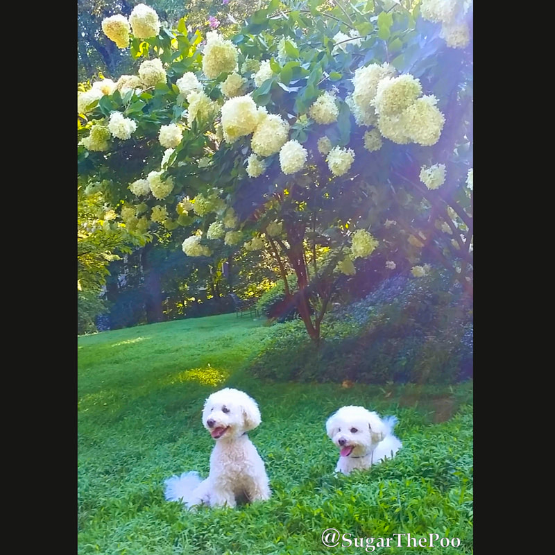 SugarThePoo Cute Maltipoo Puppy Dog with brother in green grass under huge white blooms with sunrise sun rays