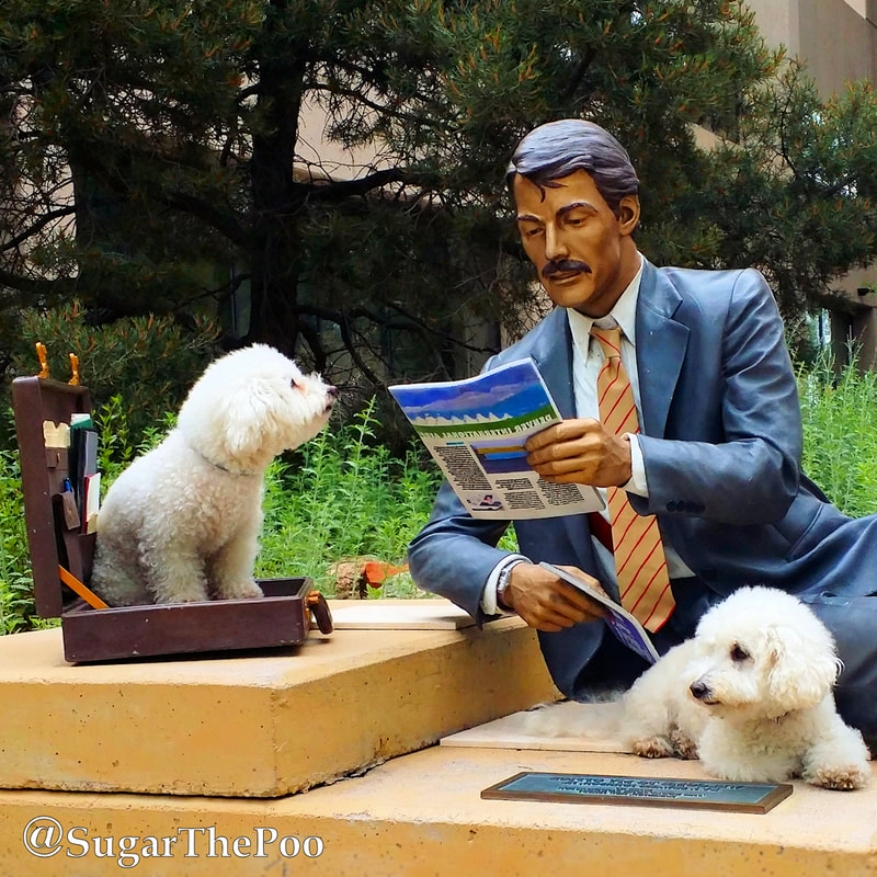 SugarThePoo Cute Maltipoo Puppy Dog with brother posing on downtown sculpture of businessman reading