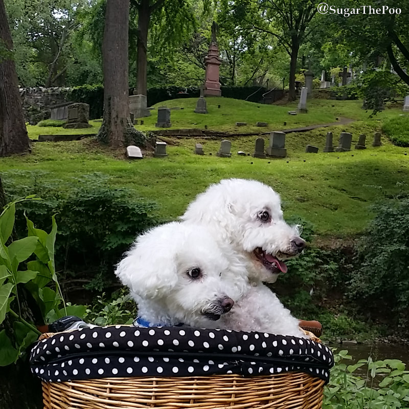 SugarThePoo Cute Maltipoo Puppy Dog with brother in bike basket looking sideways in front of old green graveyard