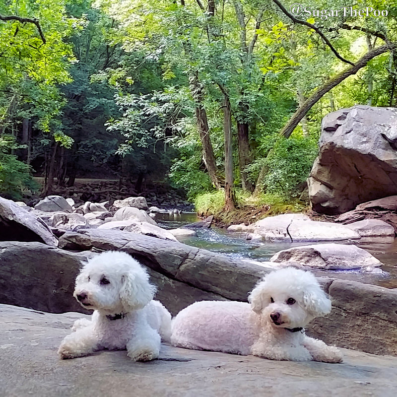 SugarThePoo Cute Maltipoo Puppy Dog with brother resting on large boulders of large gorgeous creek with big rocks