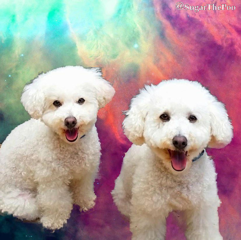 SugarThePoo Cute Maltipoo Puppy Dog with brother sitting smiling with etheric background