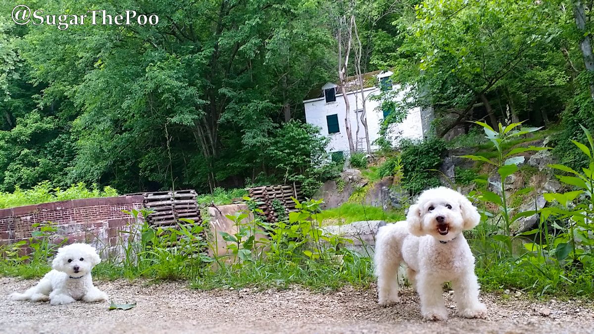 SugarThePoo Cute Maltipoo Puppy Dog with brother walking on trail by old canal lock and lockhouse