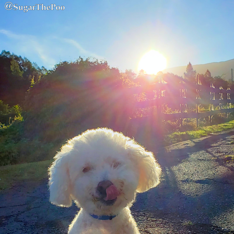 SugarThePoo Cute Maltipoo Puppy Dog licking his lips with Mount Haleakala sunrise