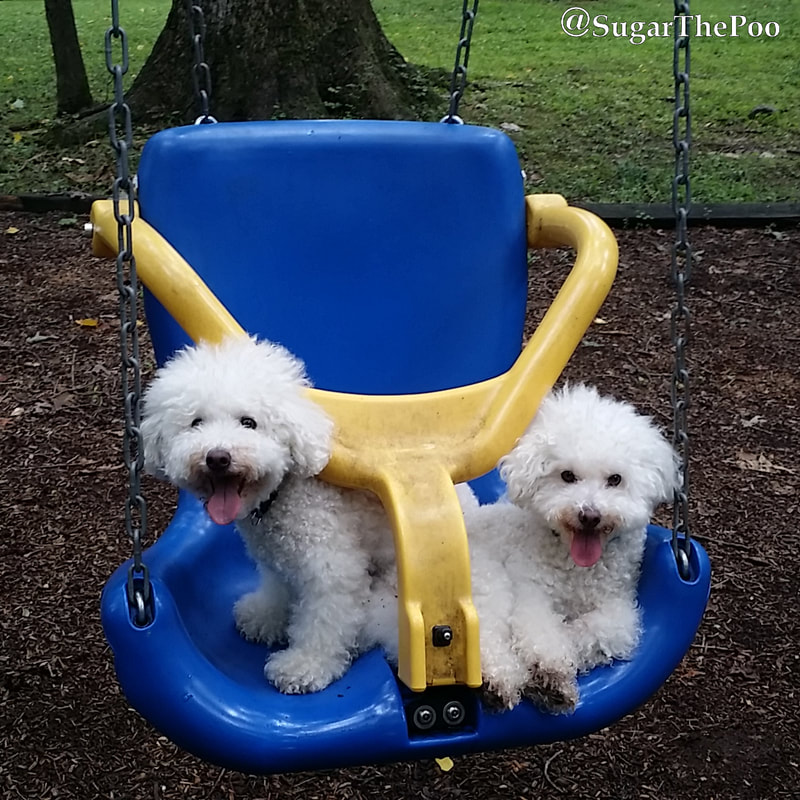 SugarThePoo Cute Maltipoo Puppy Dog with brother on playground swing