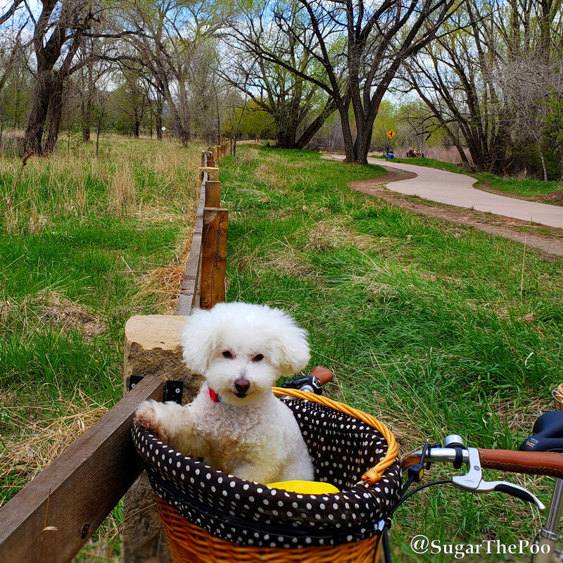 SugarThePoo Cute Maltipoo Puppy Dog in bike basket by beautiful curving trail