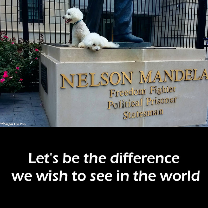 SugarThePoo Cute Maltipoo Puppy Dog with brother on sculpture memorial of Nelson Mandela