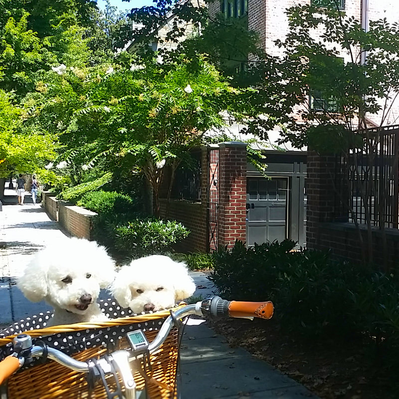 SugarThePoo Cute Maltipoo Puppy Dog with brother in bike basket by Obama house