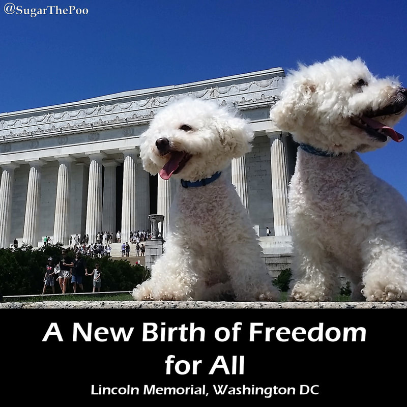 SugarThePoo Cute Maltipoo Puppy Dog with brother sitting by Lincoln Memorial