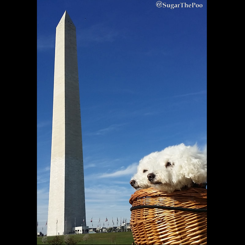 SugarThePoo Cute Maltipoo Puppy Dog with brother in bike basket by Washington Monument