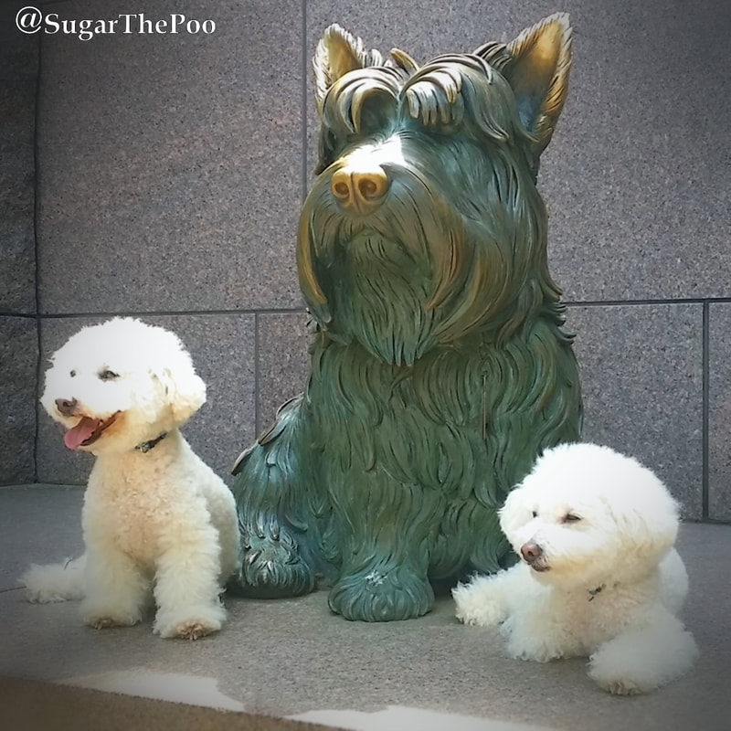 SugarThePoo Cute Maltipoo Puppy Dog with brother posing with FDR dog Fala at FDR Memorial