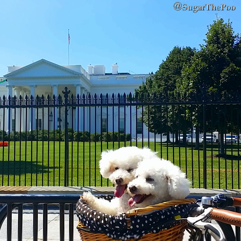 SugarThePoo Cute Maltipoo Puppy Dog with brother in bike basket in front of The White House