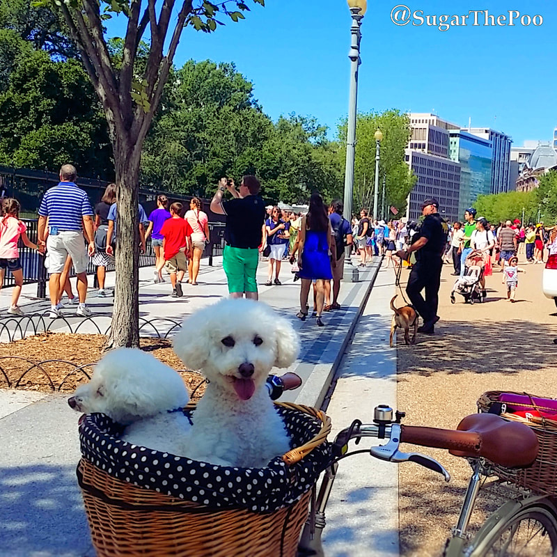 SugarThePoo Cute Maltipoo Puppy Dog with brother in bike basket on street with tourists in front of The White House