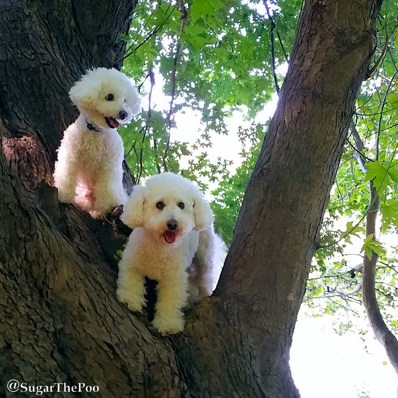 SugarThePoo Cute Maltipoo Puppy Dog with brother in tree
