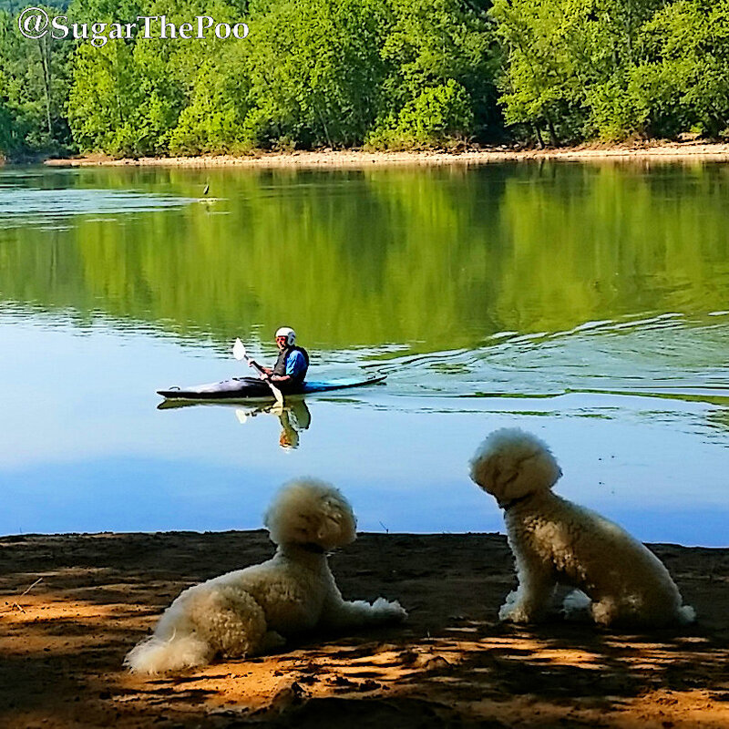 SugarThePoo Cute Maltipoo Puppy Dog with brother by river watching kayak