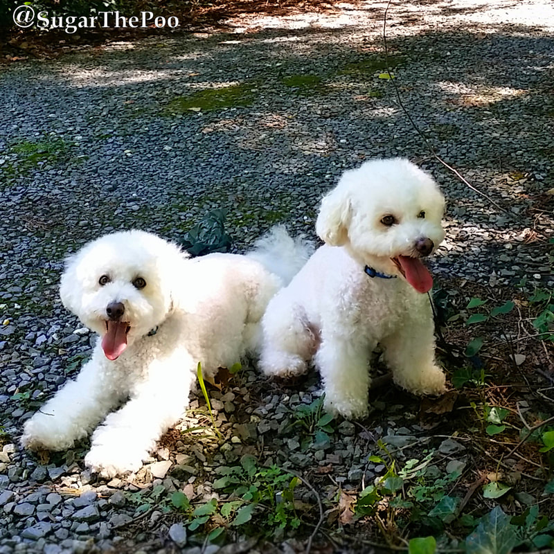 SugarThePoo Cute Maltipoo Puppy Dog with brother resting on ground with tongues out
