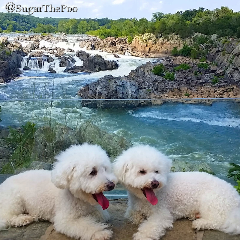 SugarThePoo Cute Maltipoo Puppy Dog with brother laying in front of gorgeous view of Great Falls