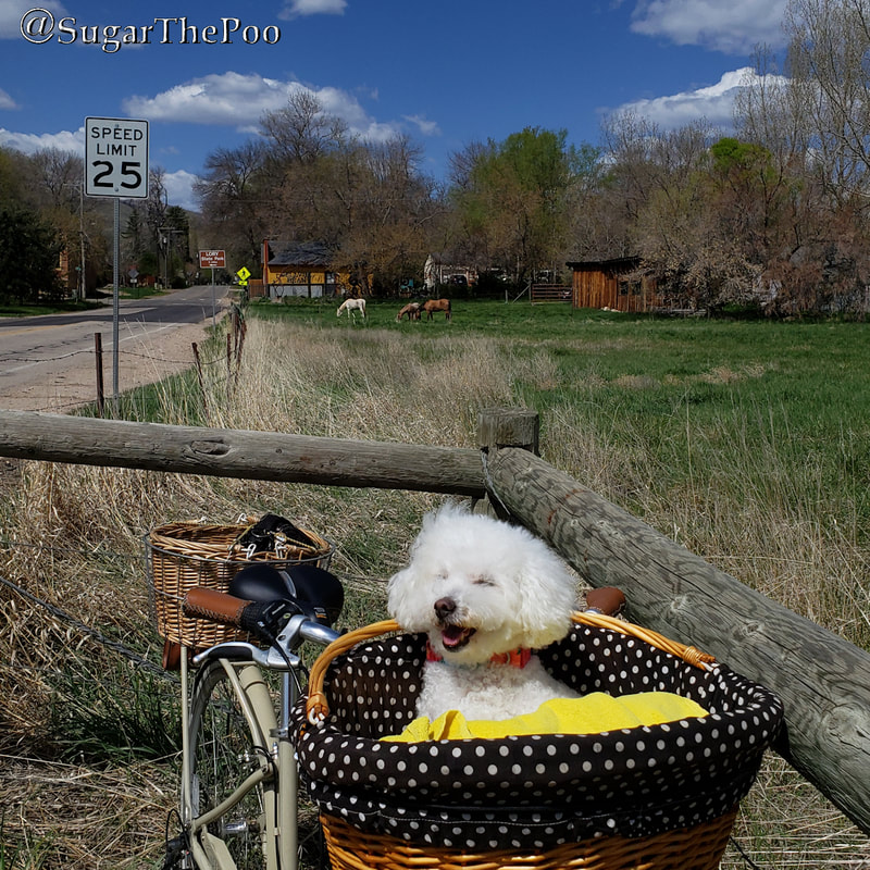 SugarThePoo Cute Maltipoo Puppy Dog smiling in bike basket on country road